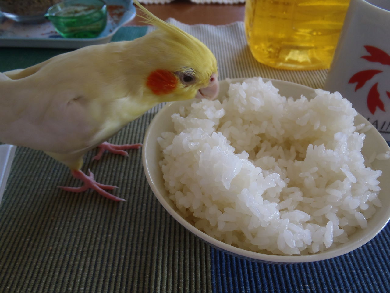 まだ妹とオカメインコのぷりと一緒に沖縄にいます お菓子御殿と沖縄のカール事情について F むぅむぅはうす日記