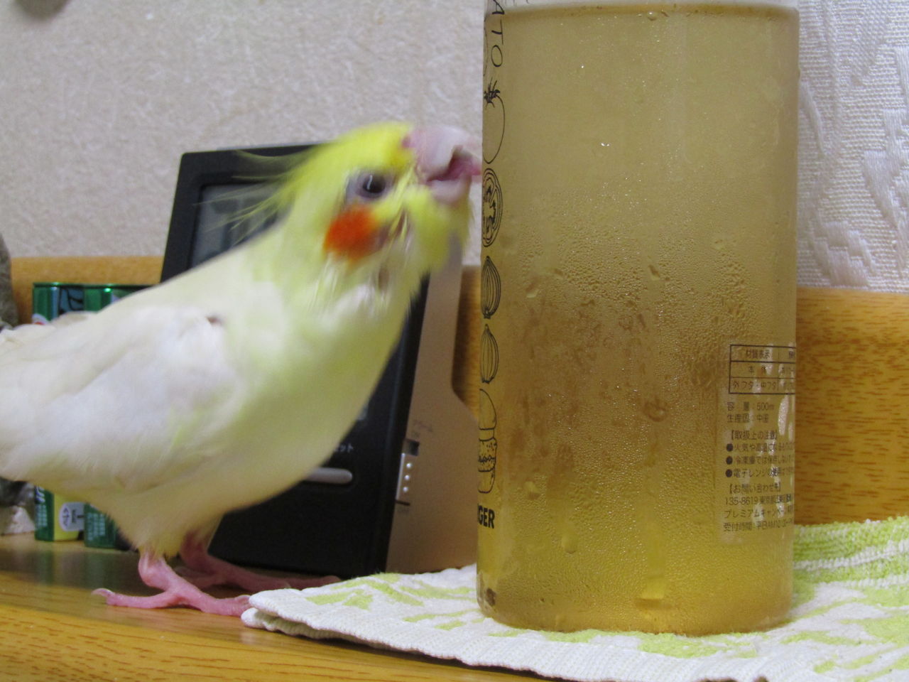 オカメインコのぷりが瓶に付いた水滴を舐めたり私に寝かし付けられたりしました オカメインコの優しさが身に染みます むぅむぅはうす日記