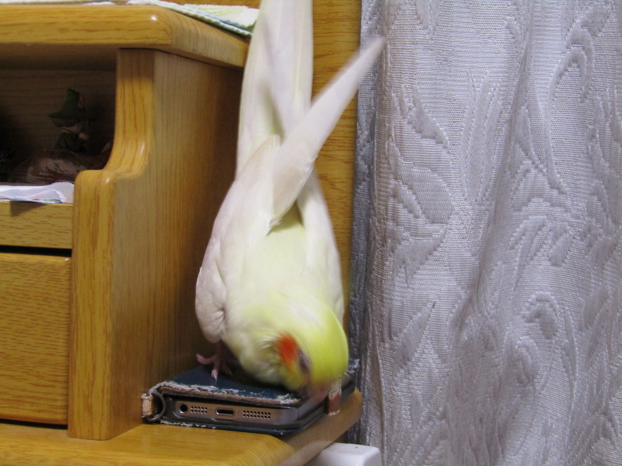 オカメインコのぷりが悪さをする瞬間を激写しました いけないことほどやりたがる それがぷりです むぅむぅはうす日記