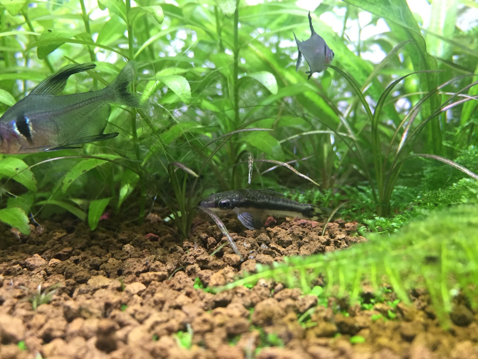 オトシンクルスと茶ゴケ 生態探索