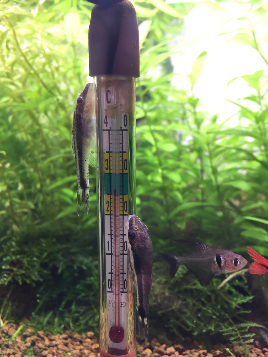 オトシンクルスの餌 おすすめは煮干し 生態探索