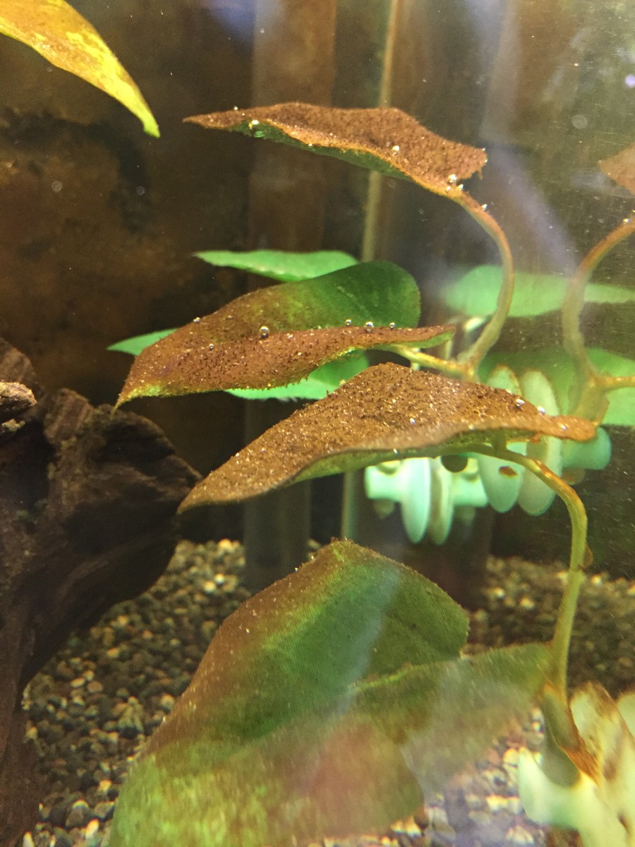 オトシンクルスと茶ゴケ 生態探索