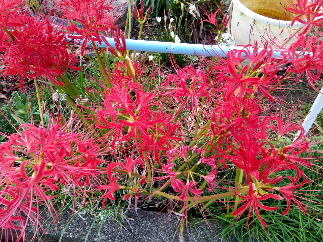 彼岸花 It S My Turn