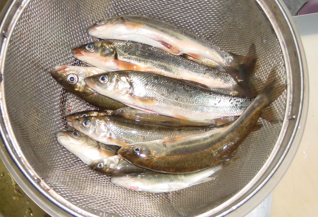 田舎に帰省 わしのブログ 田舎に帰省 わしのブログ