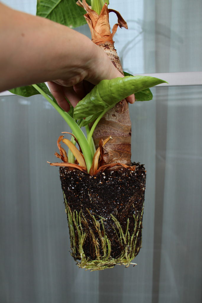 こんなに綺麗な根詰まりははじめてだ クワズイモの植え替えにて Man With A Plant 植物と人