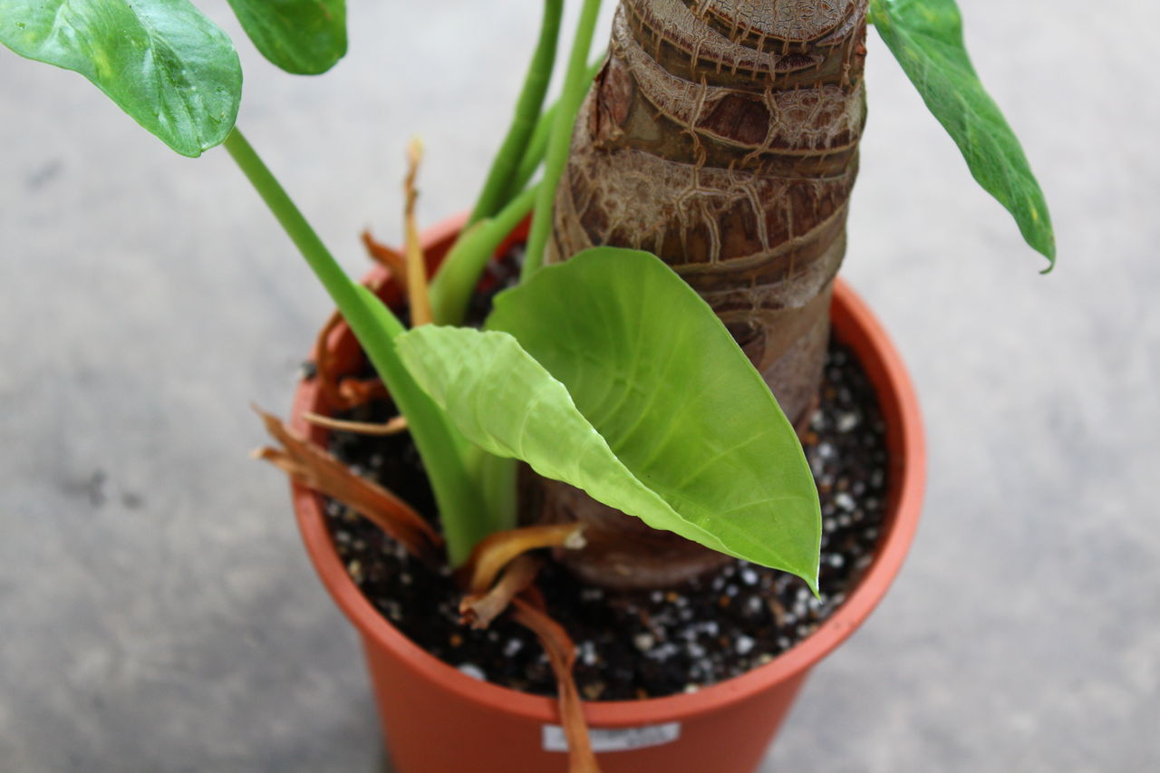 こんなに綺麗な根詰まりははじめてだ クワズイモの植え替えにて Man With A Plant 植物と人