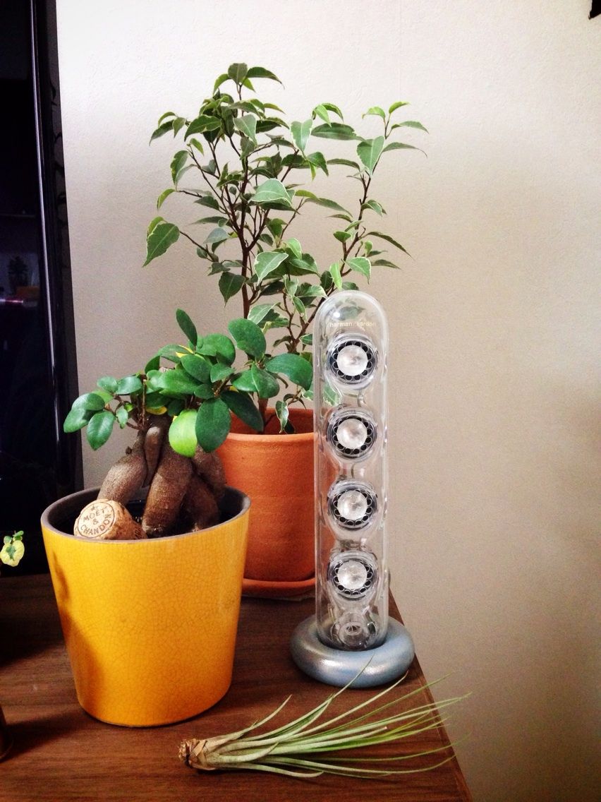 冬は室内にレイアウト Man With A Plant 植物と人