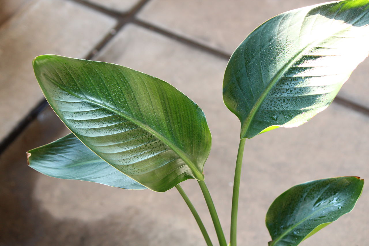 オーガスタとストレリチア ニコライとバリと Man With A Plant 植物と人