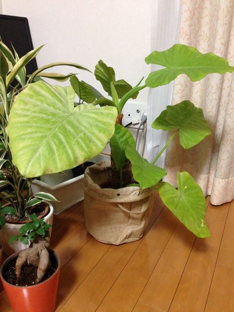 冬でもゆっくり成長 クワズイモ 新芽と枯れゆく葉 Man With A Plant 植物と人