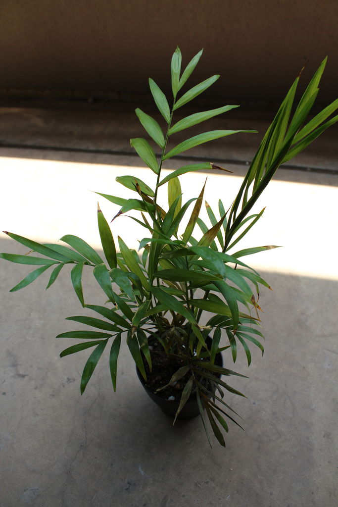 根詰まりストレリチアとテーブルヤシを植え替えるの巻 １ Man With A Plant 植物と人