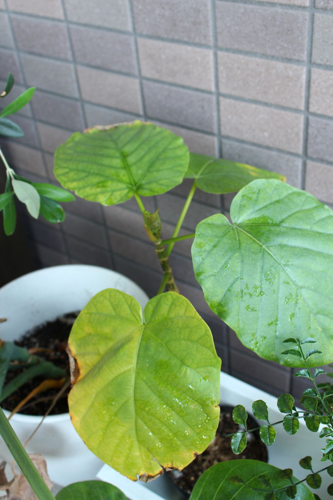 ウンベラータの新芽がでない でる ｗ Man With A Plant 植物と人