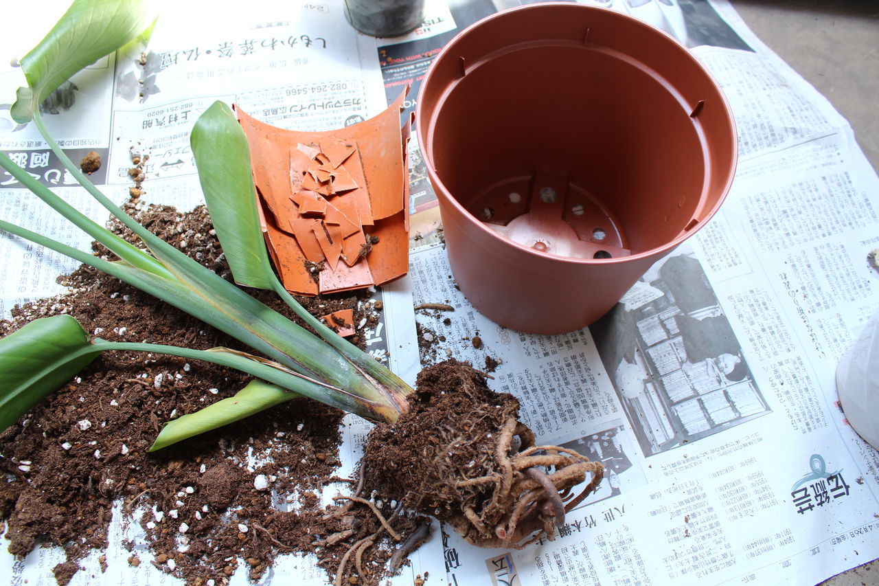 根詰まりストレリチアとテーブルヤシを植え替えるの巻 １ Man With A Plant 植物と人