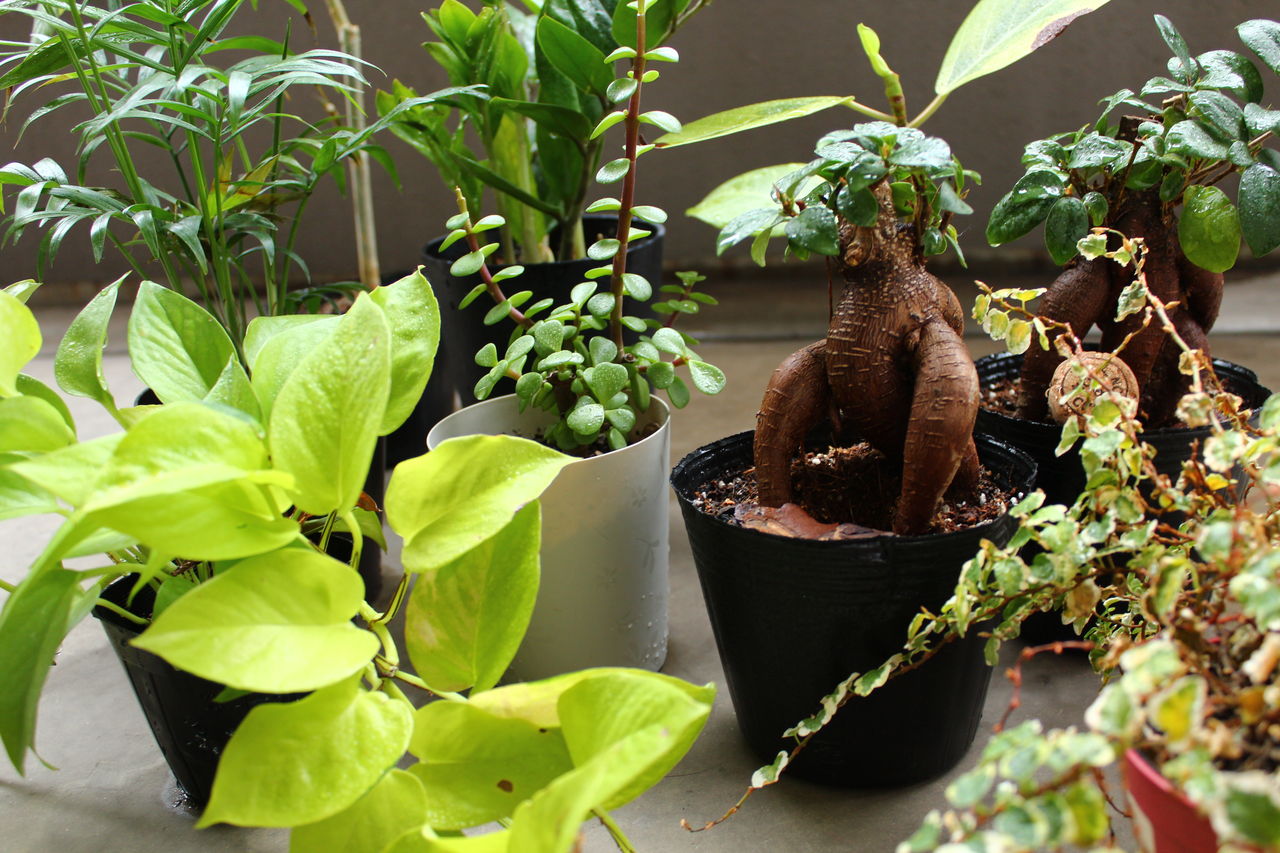 モンステラの成長期と冬 植物の管理から学ぶこと Man With A Plant 植物と人 モンステラの成長期と冬 植物の管理から学ぶこと Man With A Plant 植物と人