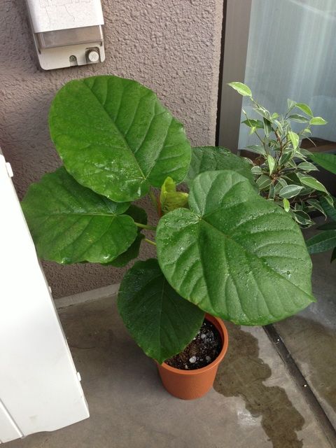 ウンベラータの新芽がでない でる ｗ Man With A Plant 植物と人