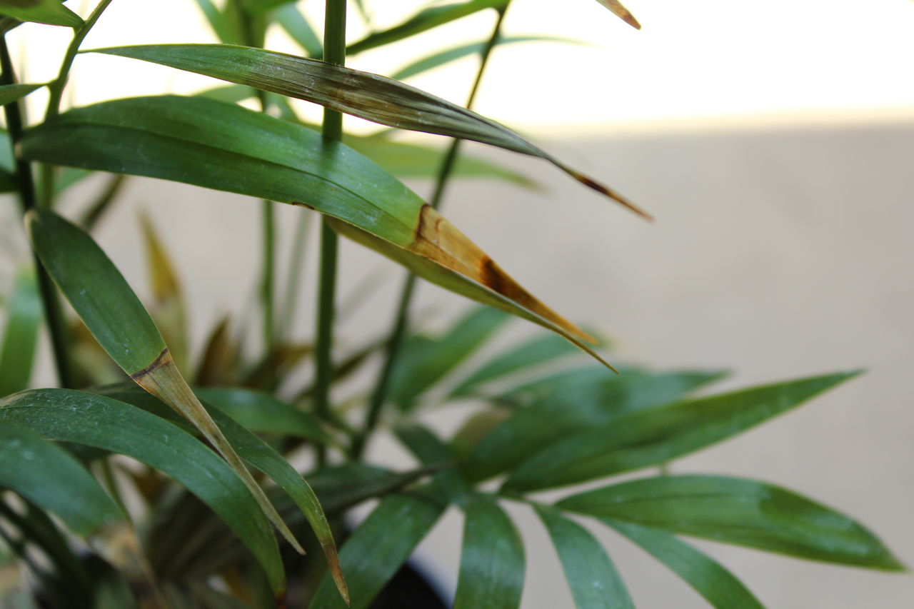 根詰まりストレリチアとテーブルヤシを植え替えるの巻 １ Man With A Plant 植物と人