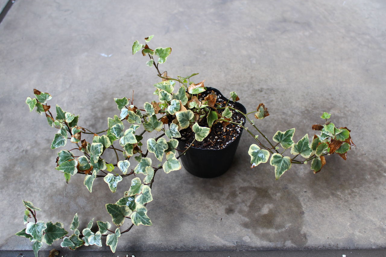 寒さに負けず ベランダで冬を越した観葉植物たち ２ シマトネリコ アイビー他 Man With A Plant 植物と人