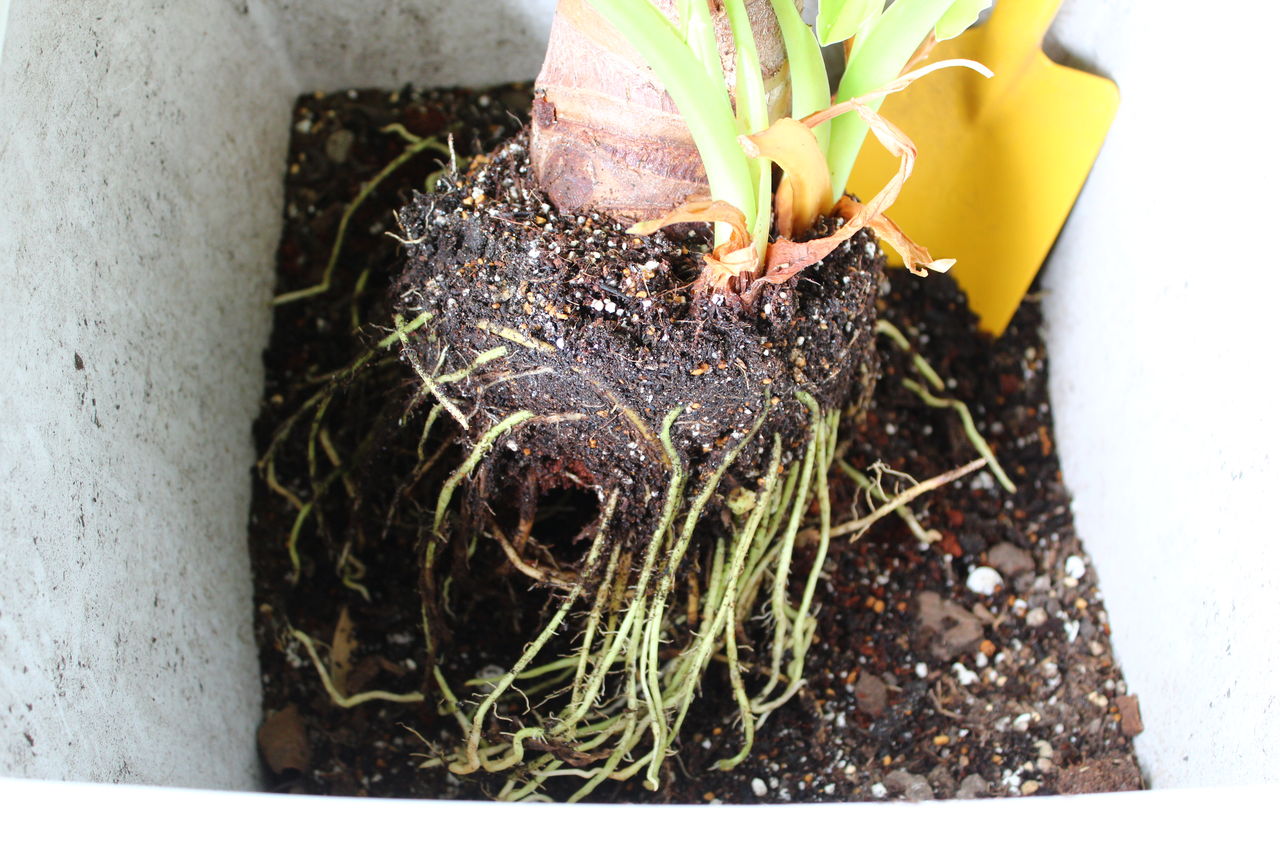 こんなに綺麗な根詰まりははじめてだ クワズイモの植え替えにて Man With A Plant 植物と人