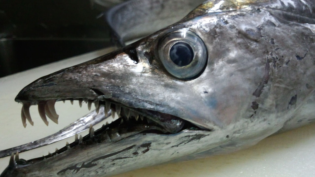 11 8 金 ドラゴン タチウオ 寿し むねかた