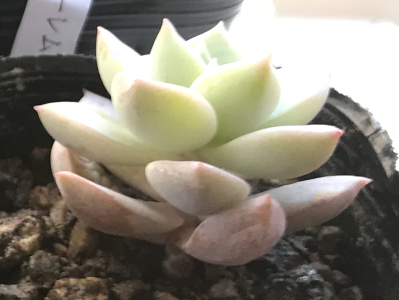 ファンクイーンの育て方 多肉植物 むにむにむちむち ファンクイーンの育て方 多肉植物 むにむにむちむち