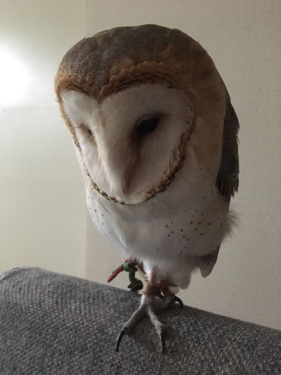 悲報 ワイの飼ってるフクロウ なんj民にキモいと言われてしまう なんじぇいようちえん 悲報 ワイの飼ってるフクロウ なんj民にキモいと言われてしまう なんじぇいようちえん