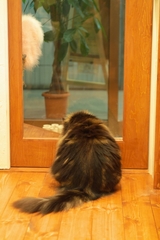 お客さん帰っちゃって寂しそう