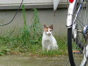 イメージ 5
