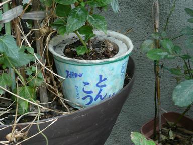 イメージ 1