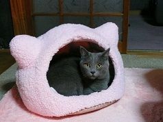 イメージ 6