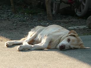 イメージ 7