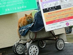 イメージ 8