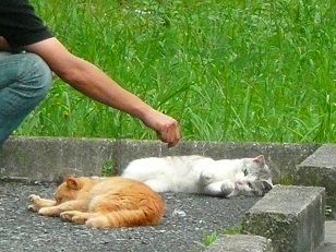 イメージ 5