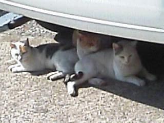 イメージ 3