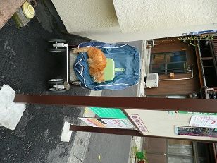 イメージ 7