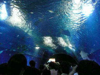 イメージ 5
