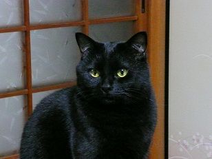 イメージ 8
