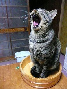 イメージ 4