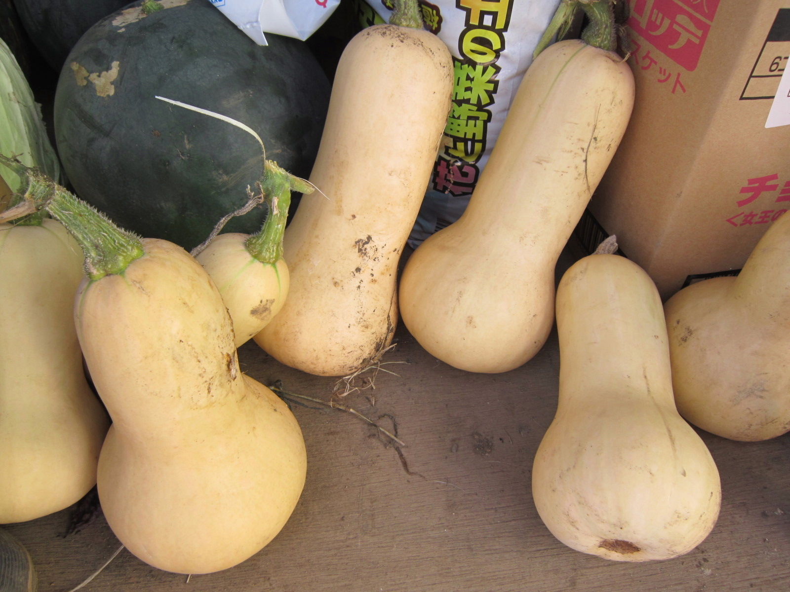 ひょうたんカボチャ 田 舎 の 少 年 Jyagonowarashi