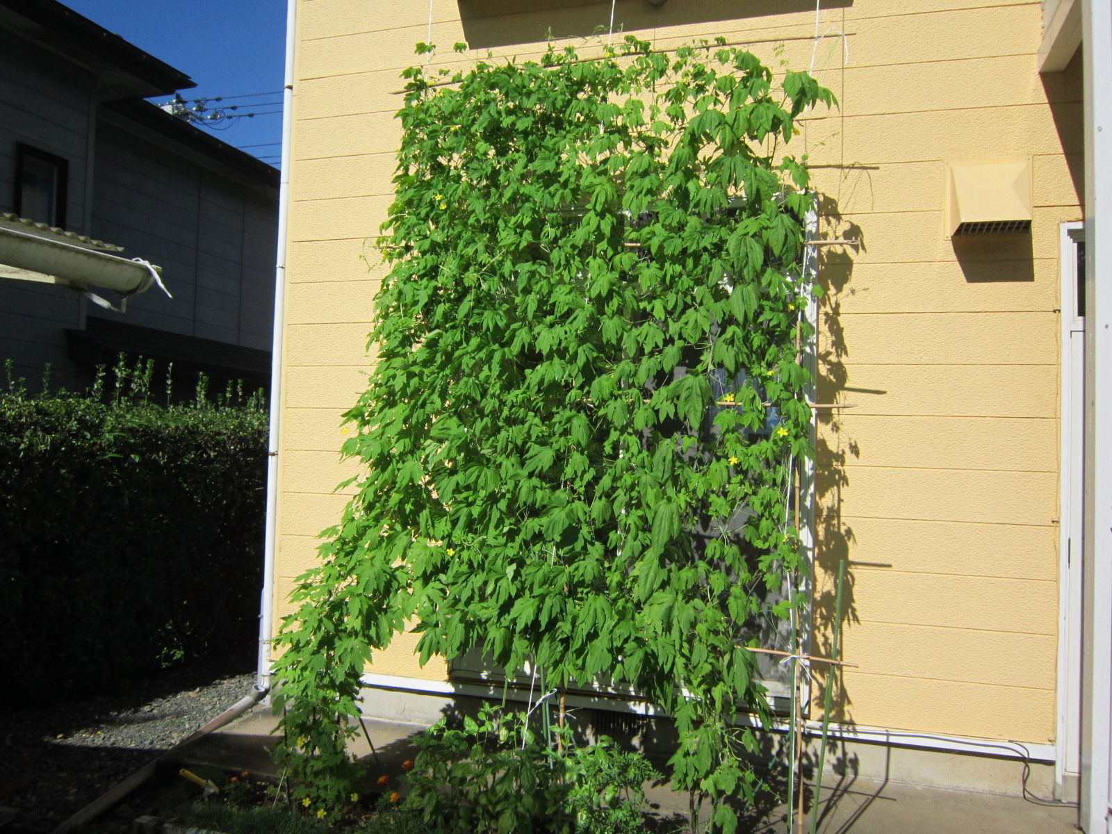 ゴーヤのカーテン 田 舎 の 少 年 Jyagonowarashi ゴーヤのカーテン 田 舎 の 少 年 Jyagonowarashi