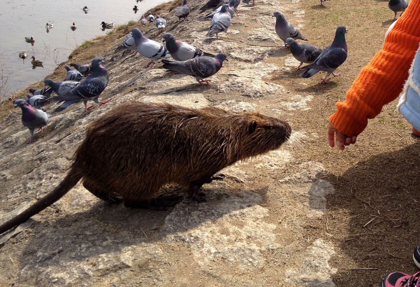 鯖街道の巨大ネズミと未知との遭遇 Mura Bitのブログ