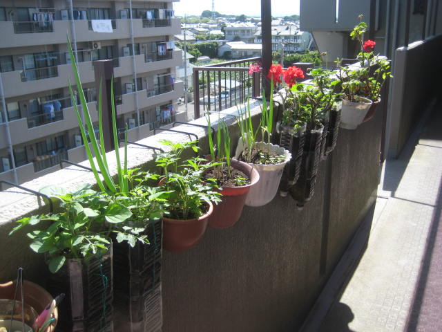 とりあえず禁酒63日目 北側ベランダの花達と遊ぶのに忙しい 15 06 10 Murachanhappyのblog