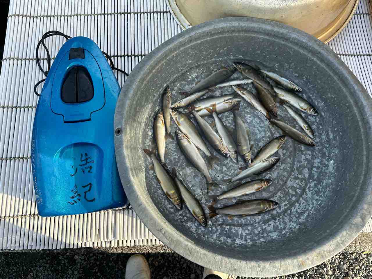 鮎川 10月1日 お取り置き 本日の釣果 : 村上おとり店