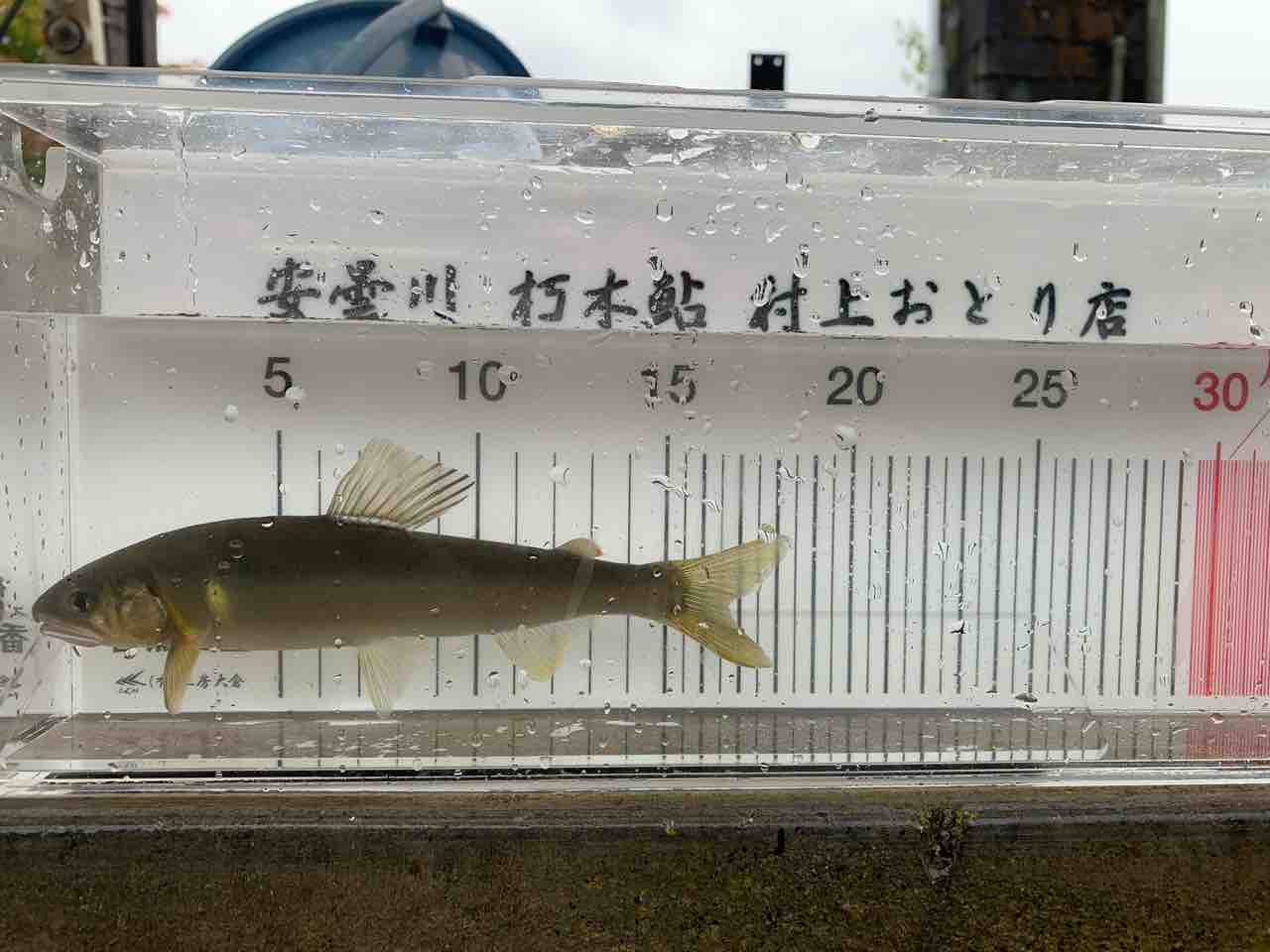 検寸台get 村上おとり店