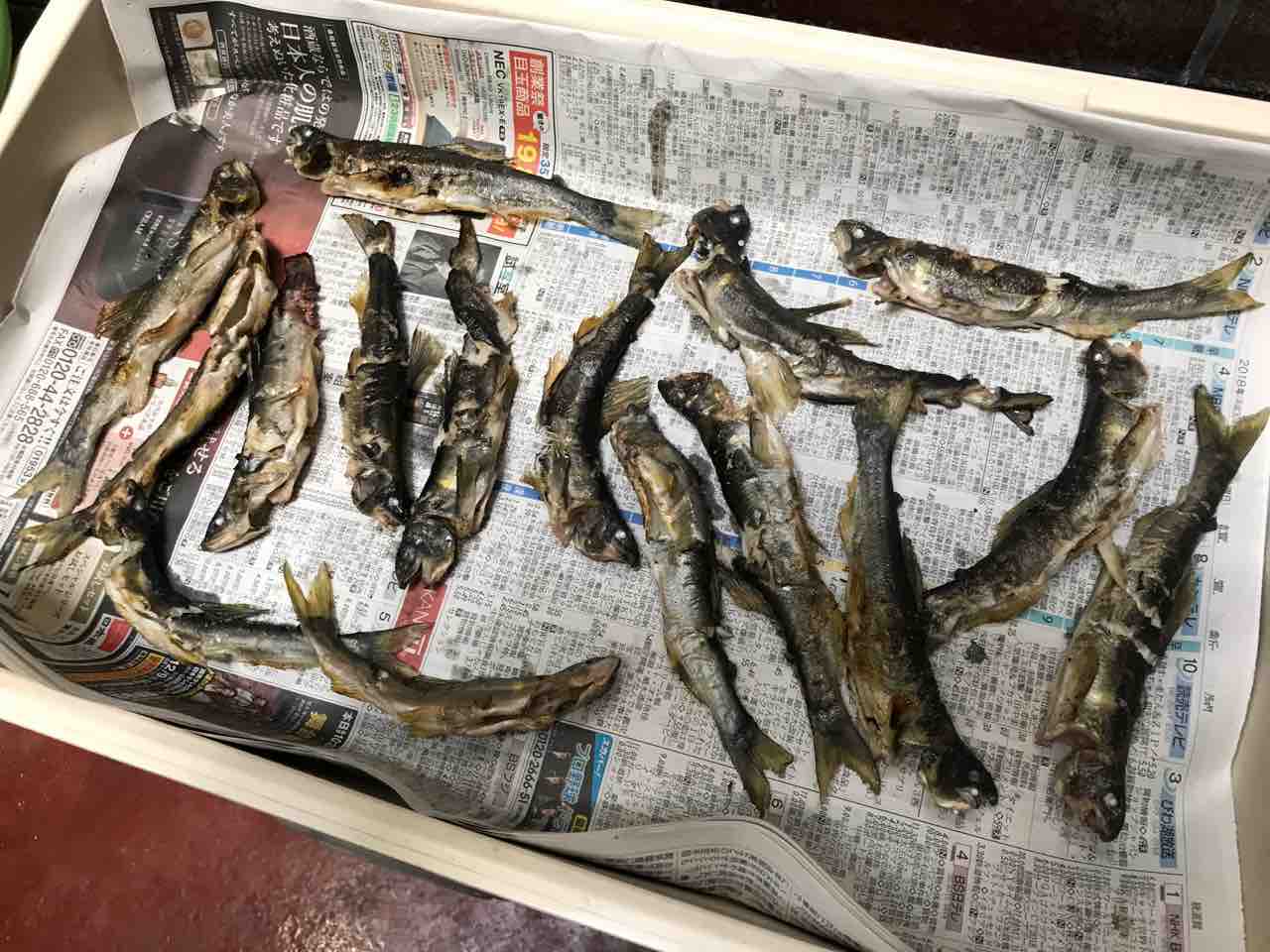 落ち鮎の焼き干し作り 村上おとり店