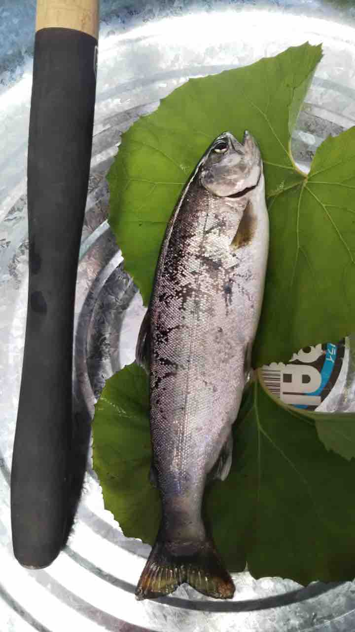 本日の釣果 村上おとり店 本日の釣果 村上おとり店
