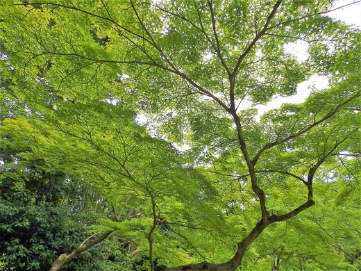 清水寺