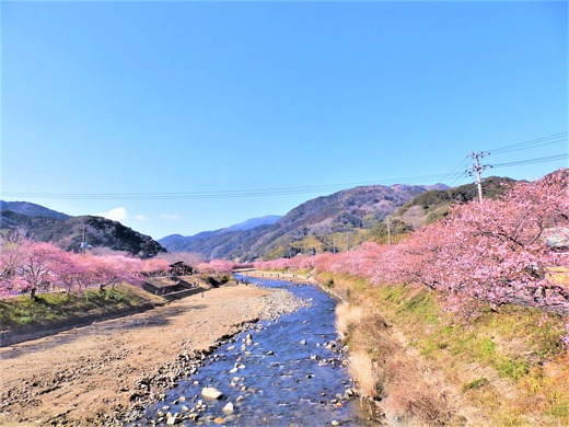 河津桜2022