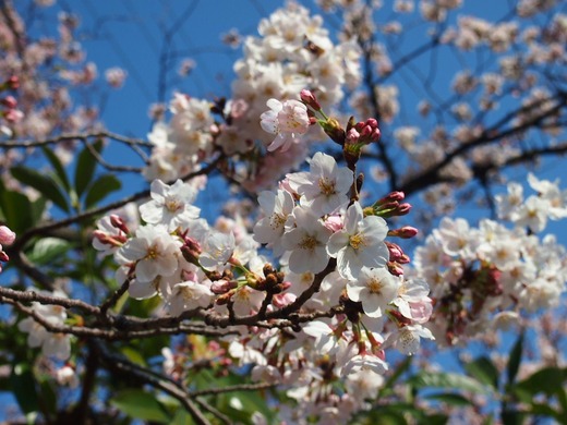 近所の桜