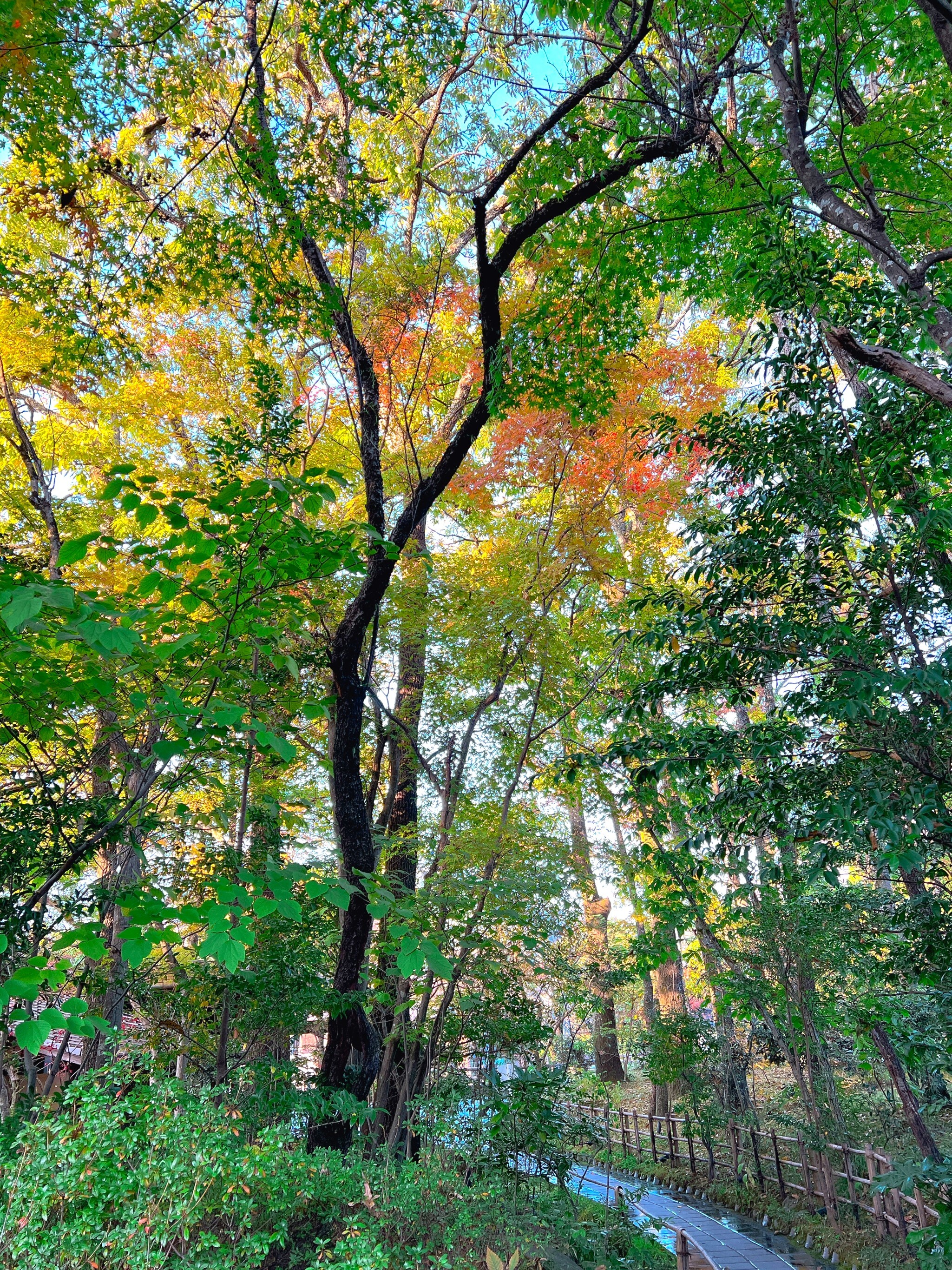 別府かご 玉の湯 3個セット 別府の竹細工、竹製品、竹篭、風鈴等を