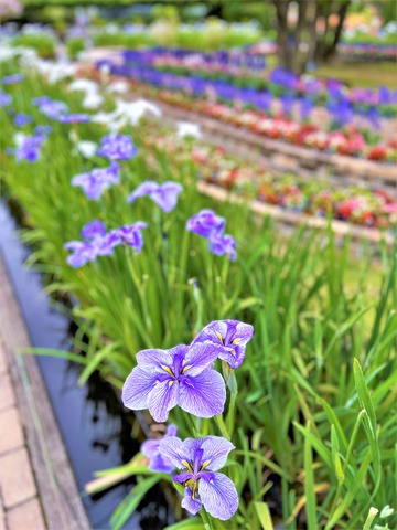 花菖蒲