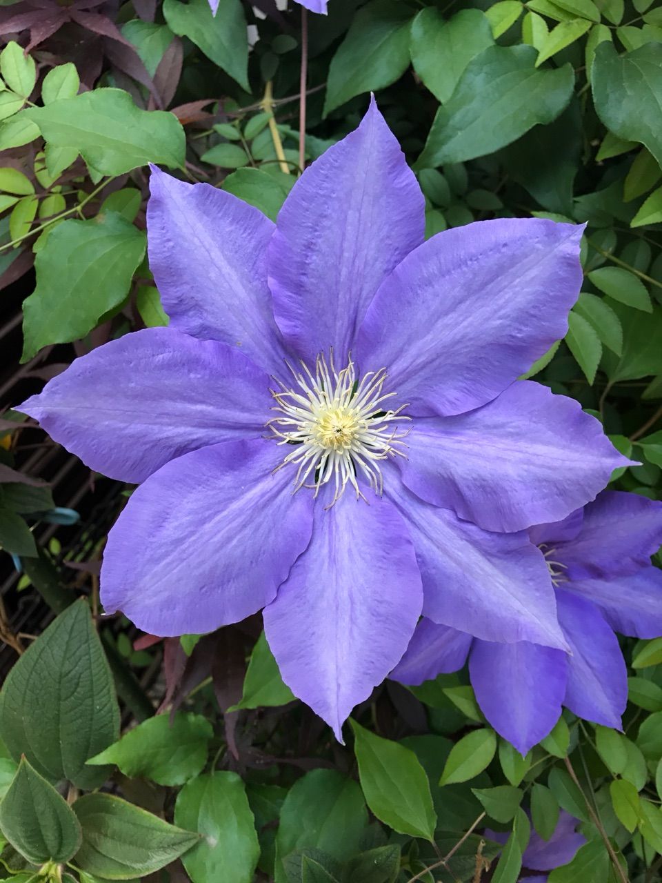 紫の花 Muramatsu Eri 村松えり